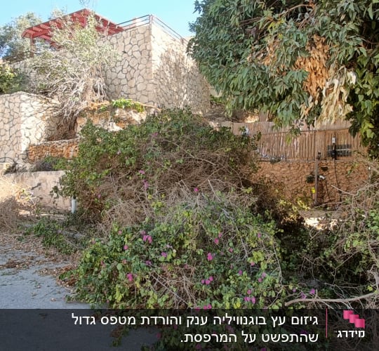 גיזום שיחים ועצים ליד מבנה אבן